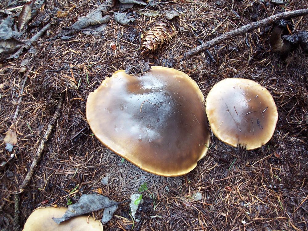primi funghi  a Gressoney v.a.
